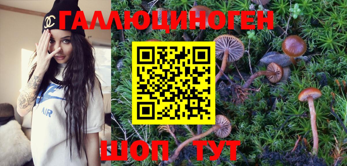 магазин    Димитровград  Галлюциногенные грибы Psilocybe 