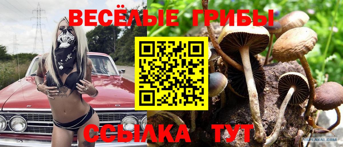 Димитровград  Псилоцибиновые грибы GOLDEN TEACHER  наркошоп  Вход с VPN 